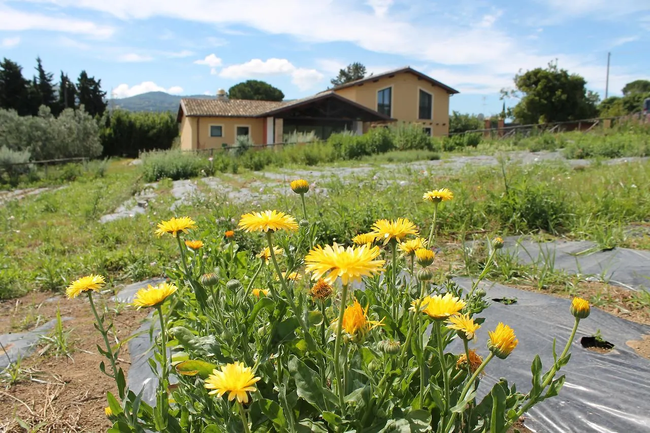 Country House Erba Regina Frascati 0*,