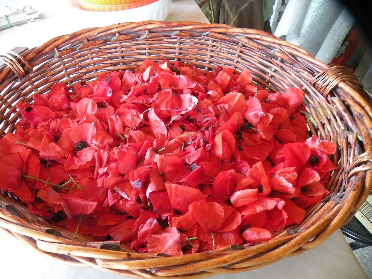 Country House Erba Regina Frascati
